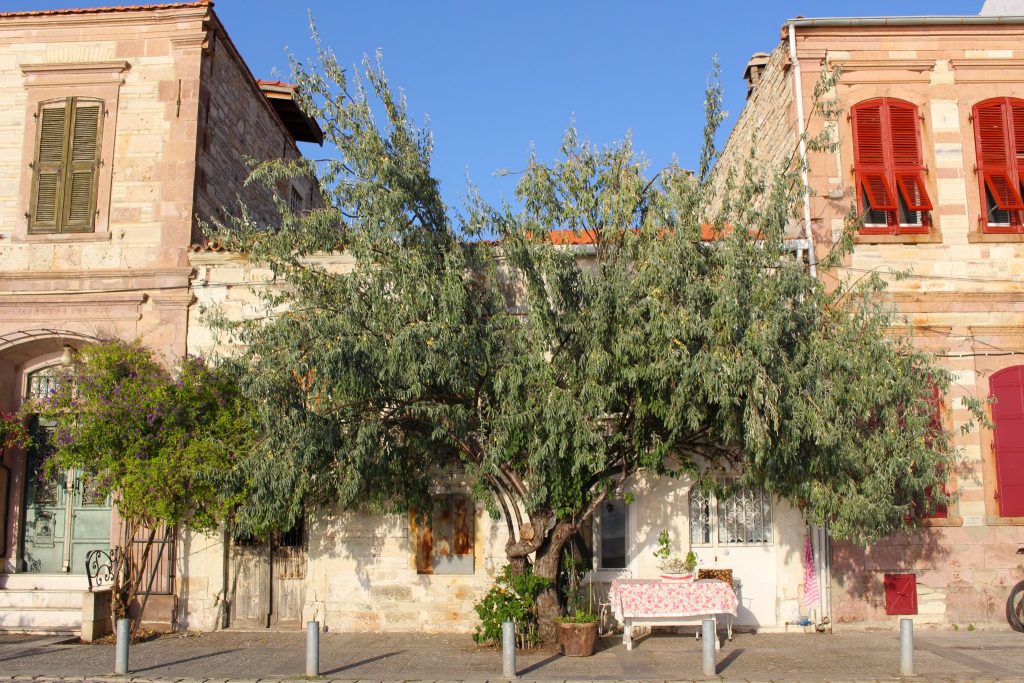 Foça'da zeytin iğde ağaçlı ev